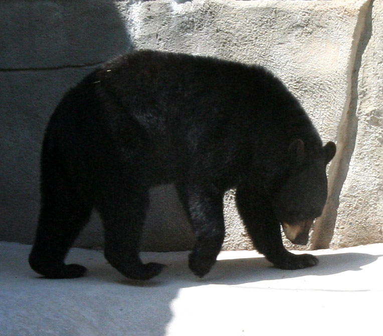 Hogle Zoo 97 - Bear