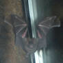 Hogle Zoo 104 - Bats