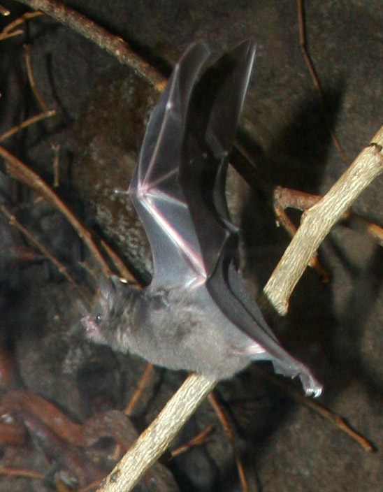 Hogle Zoo 106 - Bats