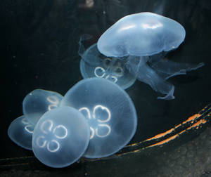 Aquarium 78 by Falln-Stock Aquarium 78 by Falln-Stock