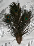 Feathers 7 by Falln-Stock