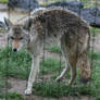 Pocatello Zoo 9 Coyote