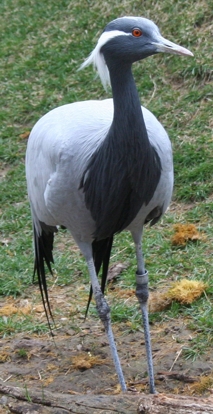 Tautphaus Zoo 4 Bird