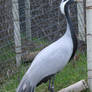 Tautphaus Zoo 5 Bird