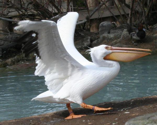 Tautphaus Zoo 16 Pelican