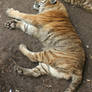 Tautphaus Zoo 60 Tiger