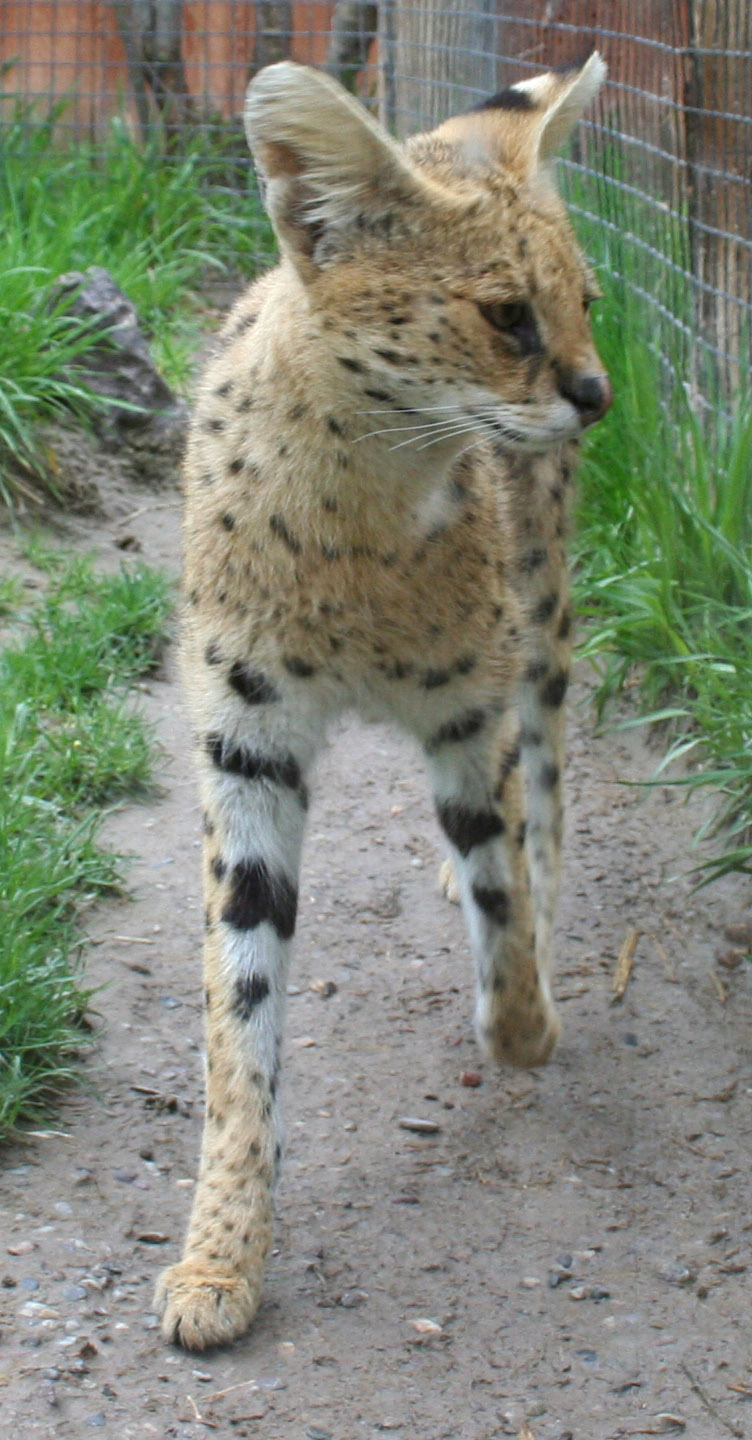 Tautphaus Zoo 67 Serval