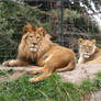Tautphaus Zoo 79 Lions