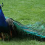 Tautphaus Zoo 84 Peacock