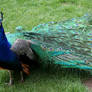 Tautphaus Zoo 87 Peacock