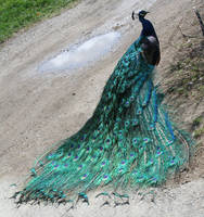 Zoo Montana Peacock 19