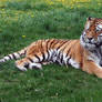 Zoo Montana Tiger 65
