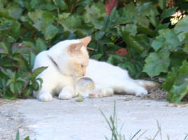 Glamour Turkey Blooper 4