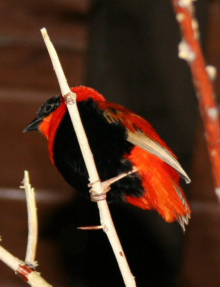 Cheyenne Mtn Zoo 35 Bird