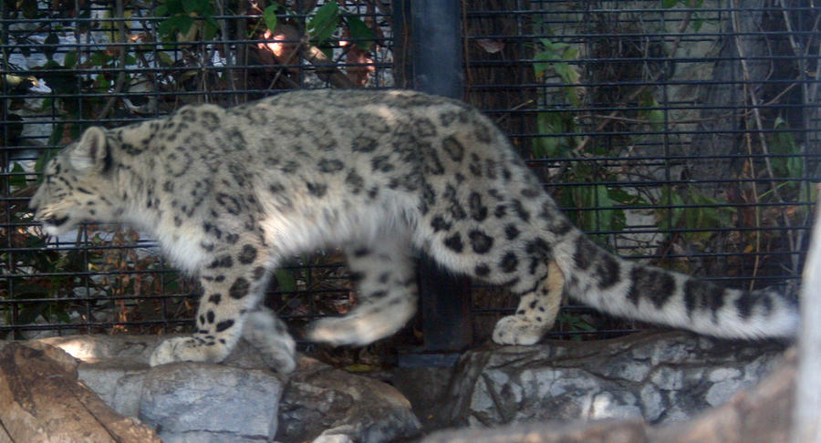 Denver Zoo 18 Snow Leopard