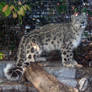 Denver Zoo 20 Snow Leopard