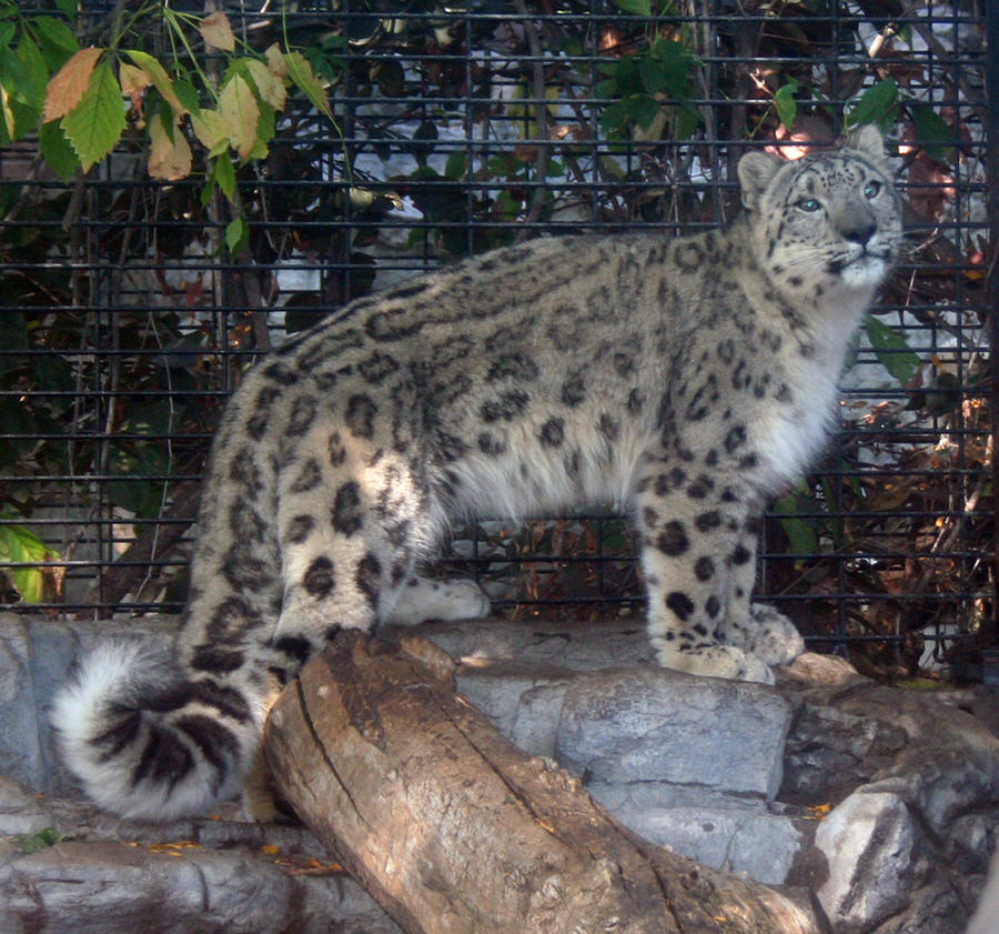 Denver Zoo 20 Snow Leopard by Falln-Stock on DeviantArt