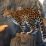 Denver Zoo 32 Leopard