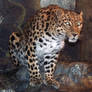 Denver Zoo 41 Leopard