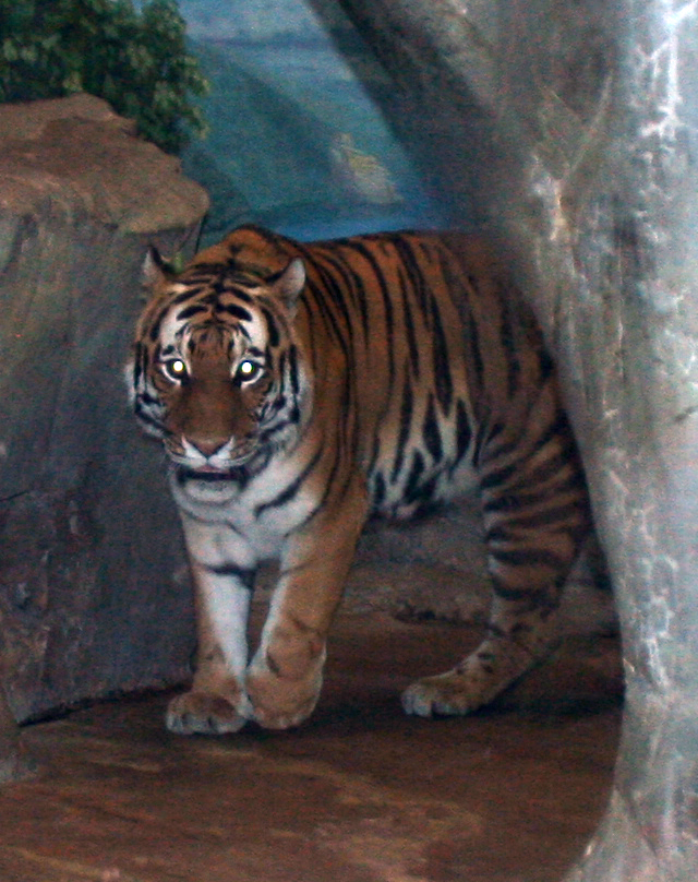 Denver Zoo 50 Tiger