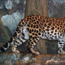 Denver Zoo 57 Leopard