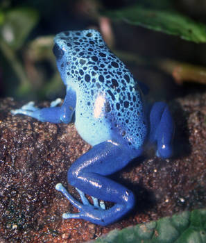 Denver Zoo 78 Frog