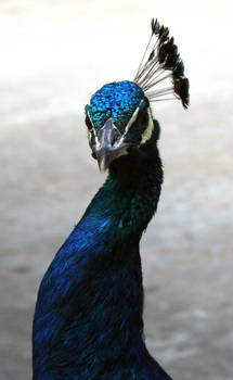 Denver Zoo 150 Peacock