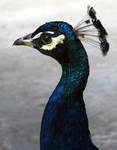 Denver Zoo 151 Peacock