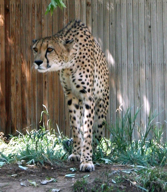 Denver Zoo 199 Cheetah