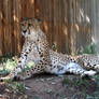 Denver Zoo 201 Cheetah