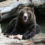 Denver Zoo 233 Bear