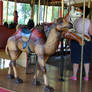 Denver Zoo 294 Carousel