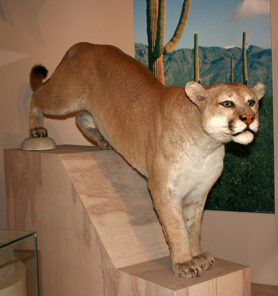 Denver Museum Mountain Lion 210