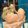 Denver Museum Anatomy Digestive 239