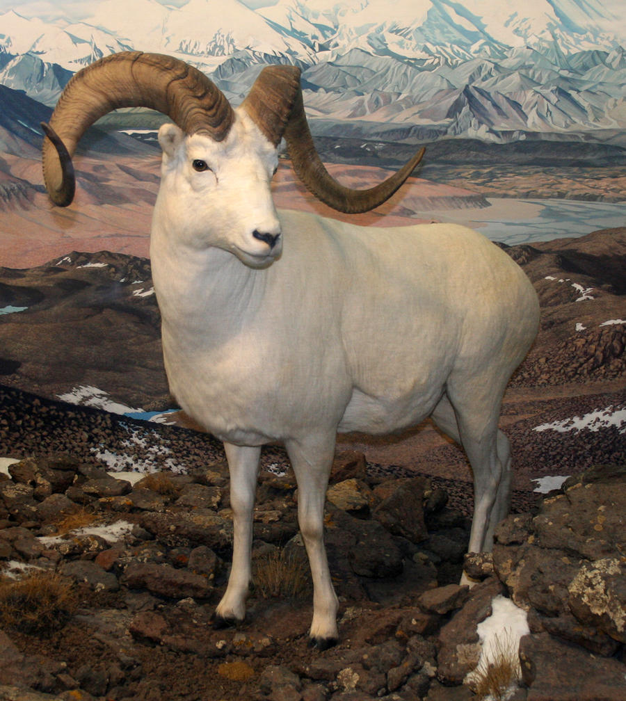 Denver Museum Big Horn Sheep 256