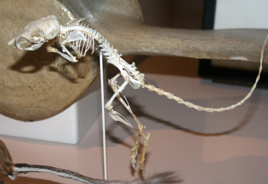 Denver Museum Rodent Skeleton 346 by Falln-Stock