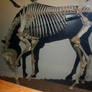 Denver Museum Horse Skeleton 405