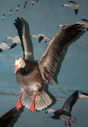 Denver Museum Birds 411