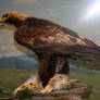 Denver Museum Golden Eagle 448