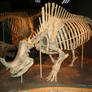 Denver Museum Skeletal 548