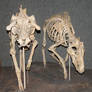 Denver Museum Skeletal 559