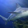 Denver Aquarium Shark 60