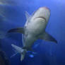 Denver Aquarium Shark 68