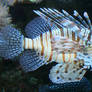 Denver Aquarium Lionfish 82