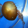 Denver Aquarium Box Jellyfish 91