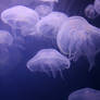 Denver Aquarium Moon Jellyfish 93