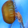 Denver Aquarium Box Jellyfish 95