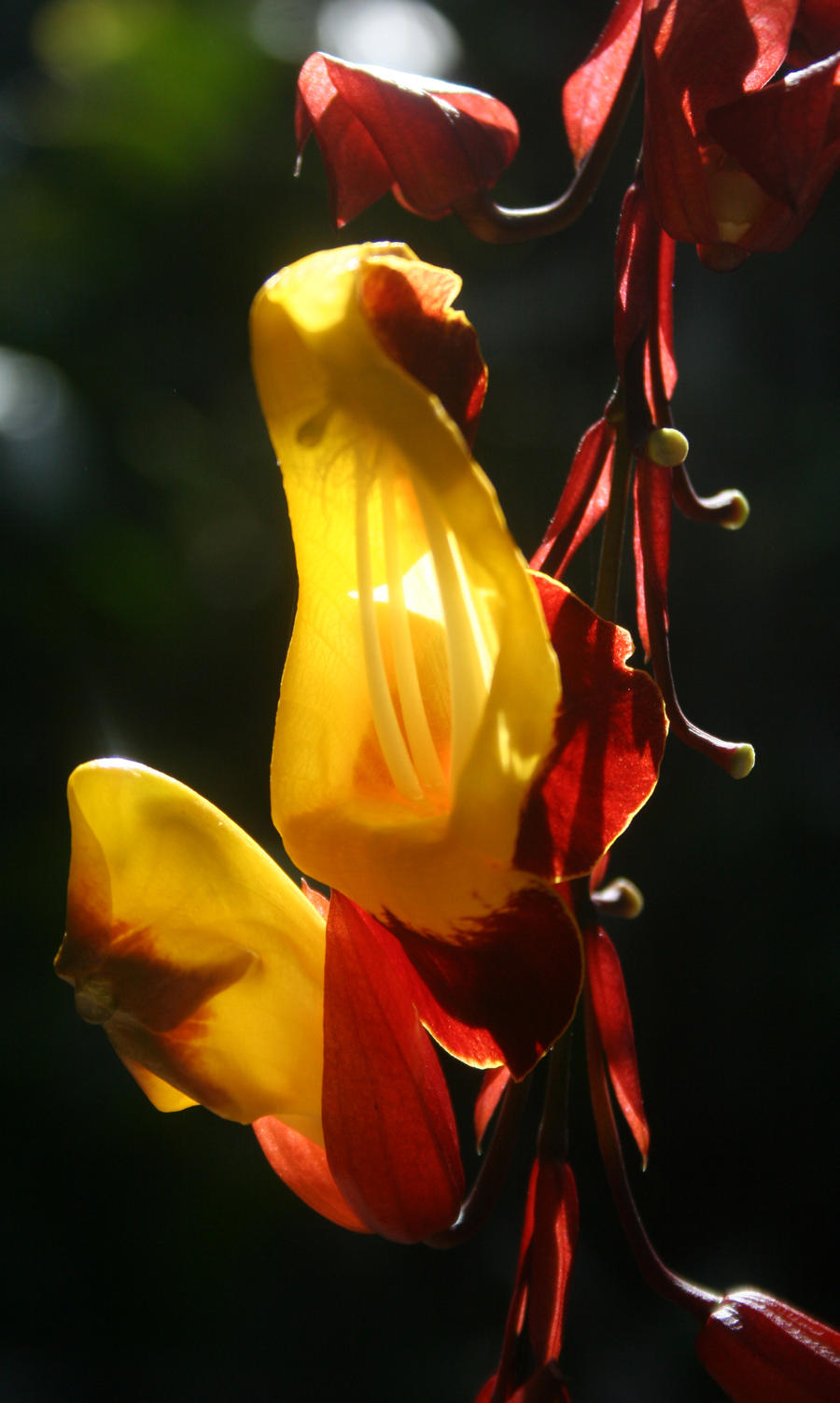 Denver Botanical 43