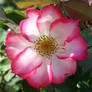 Denver Botanical Rose 60