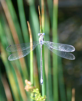 Denver Botanical Dragonfly 117